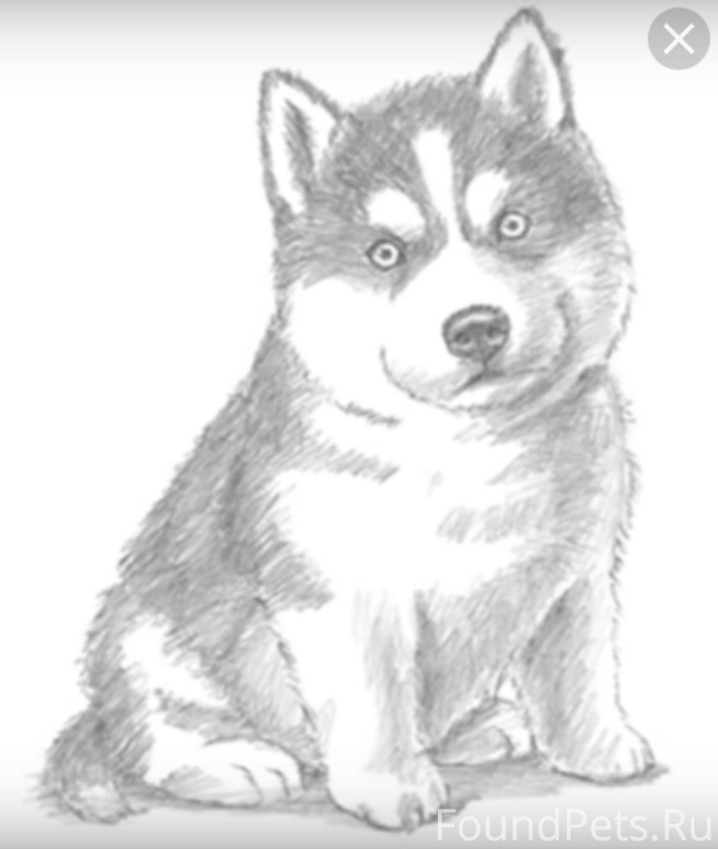 Хаски рисунок для срисовки