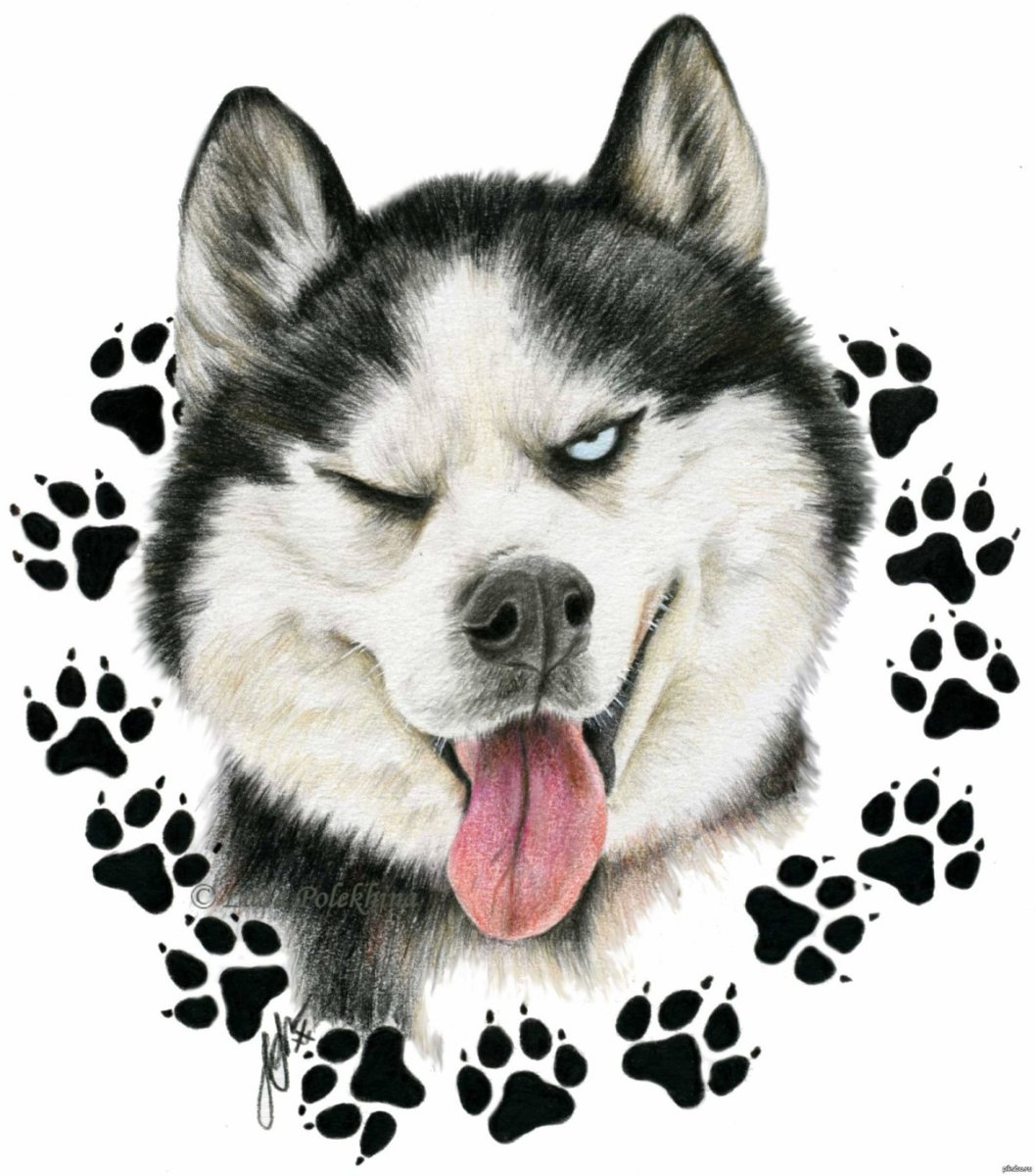 Рисунки карандашом собаки хаски
