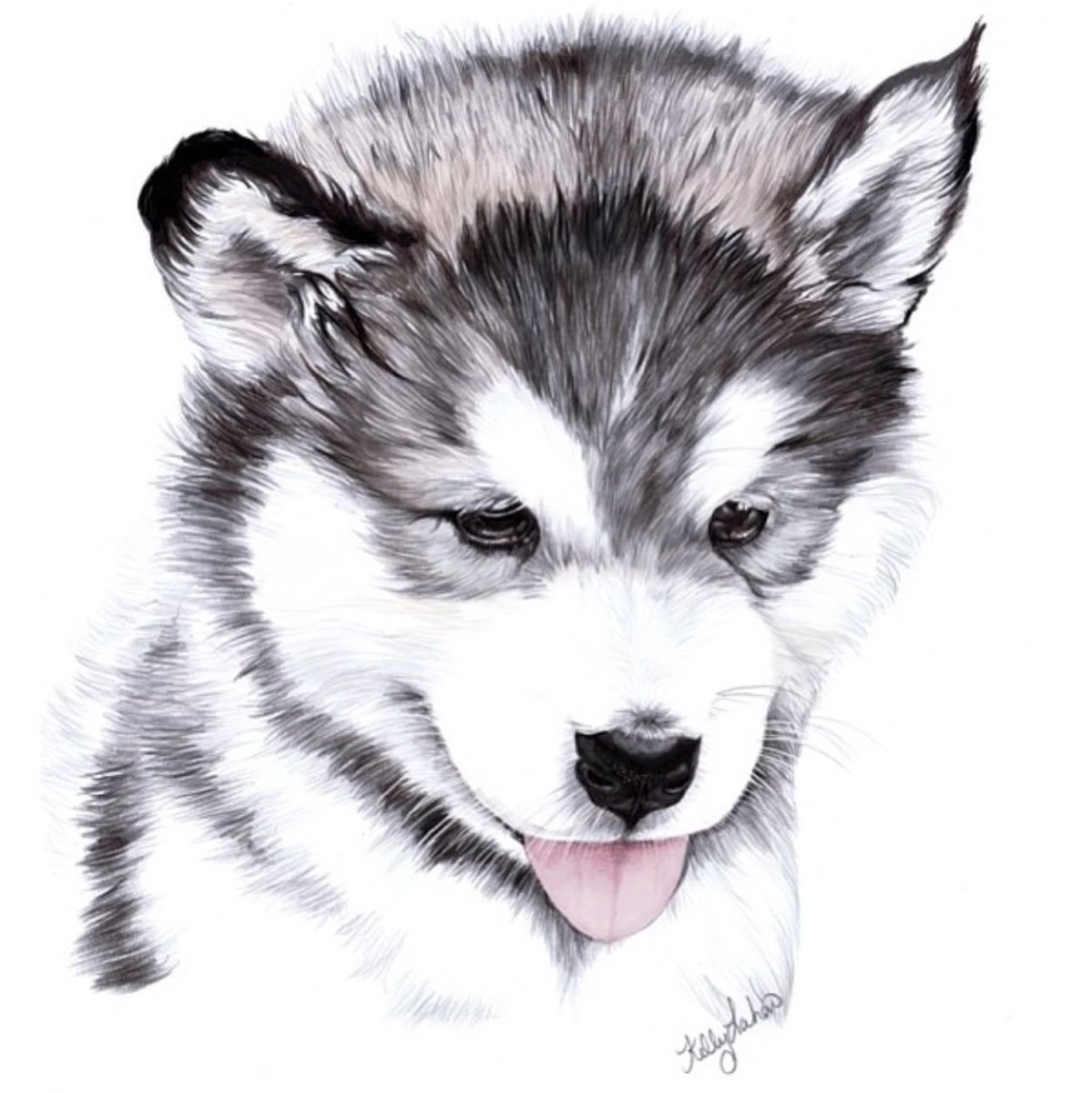 Хаски карандашом