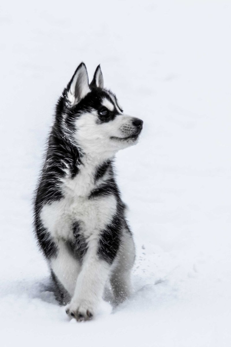 Щенок хаски черно белый