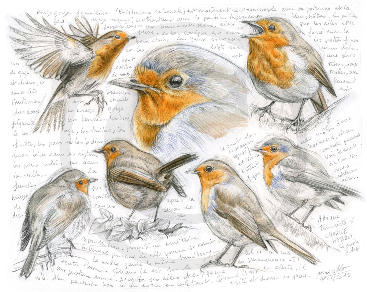 Зарисовки птиц Marcello Pettineo