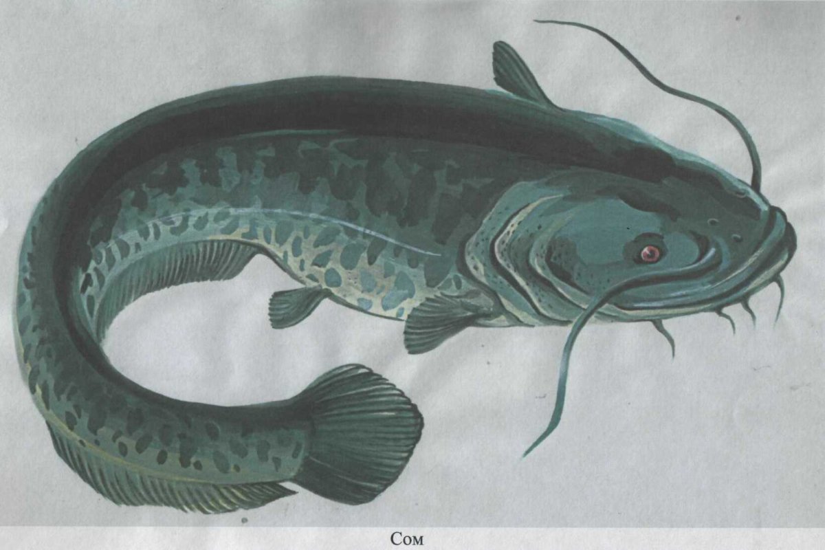 Сом нарисовать