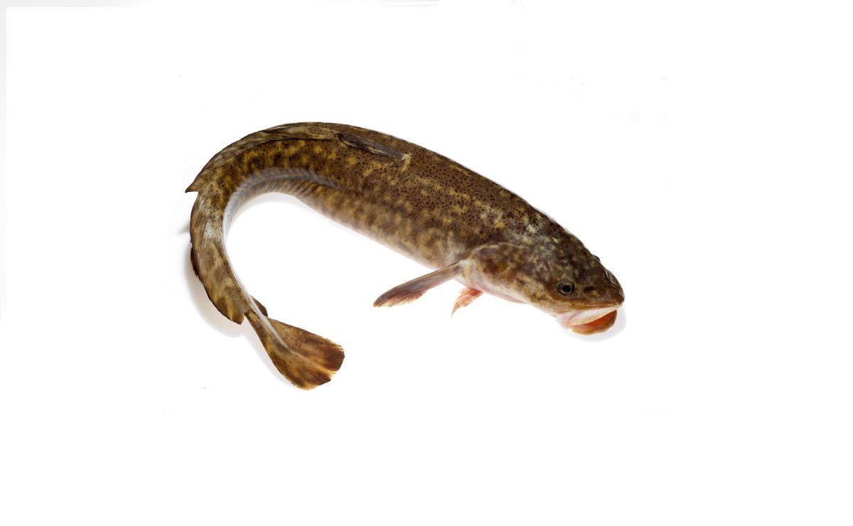 Сом раскраска