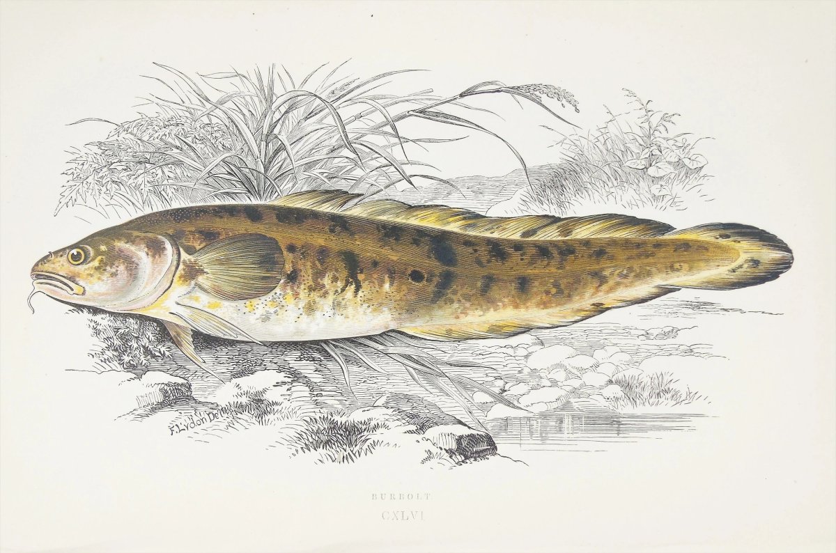 Нарисовать налима