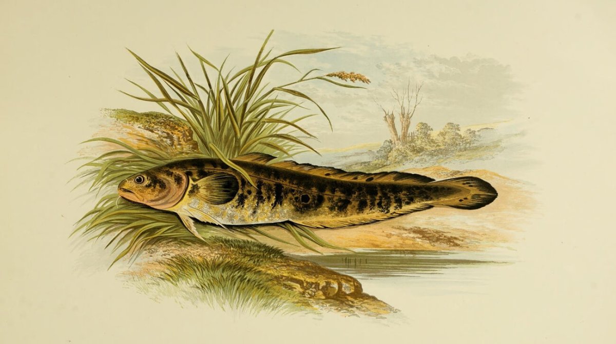 Налим под корягой