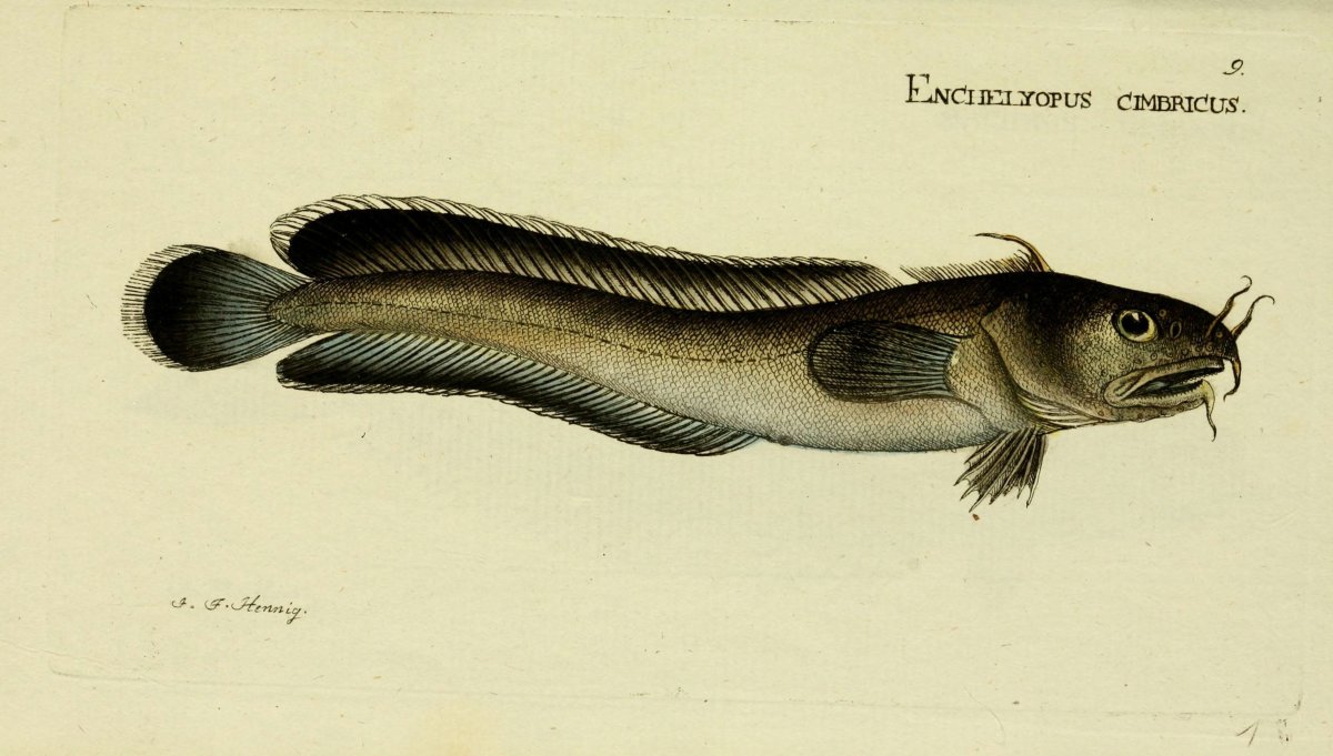 Раскраска рыбка сомик