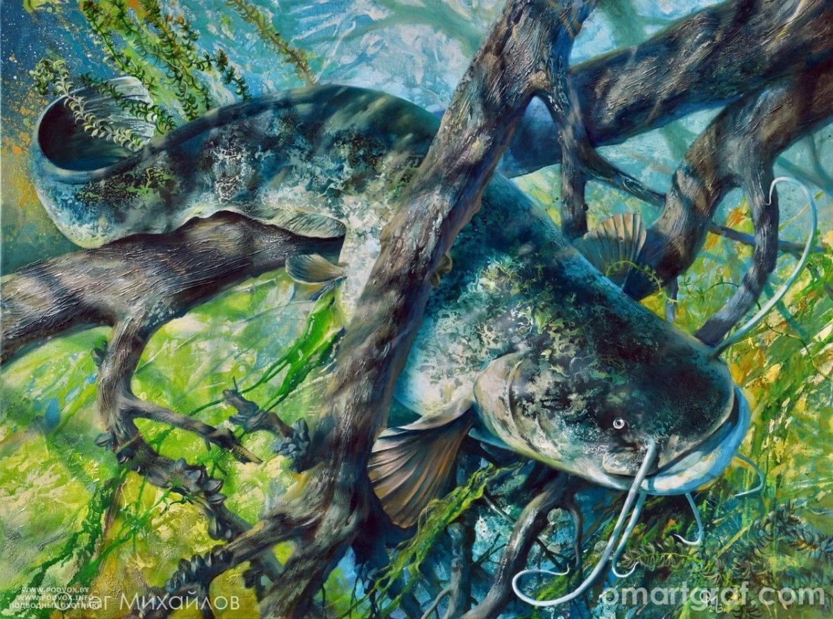 Раскраска рыба сом