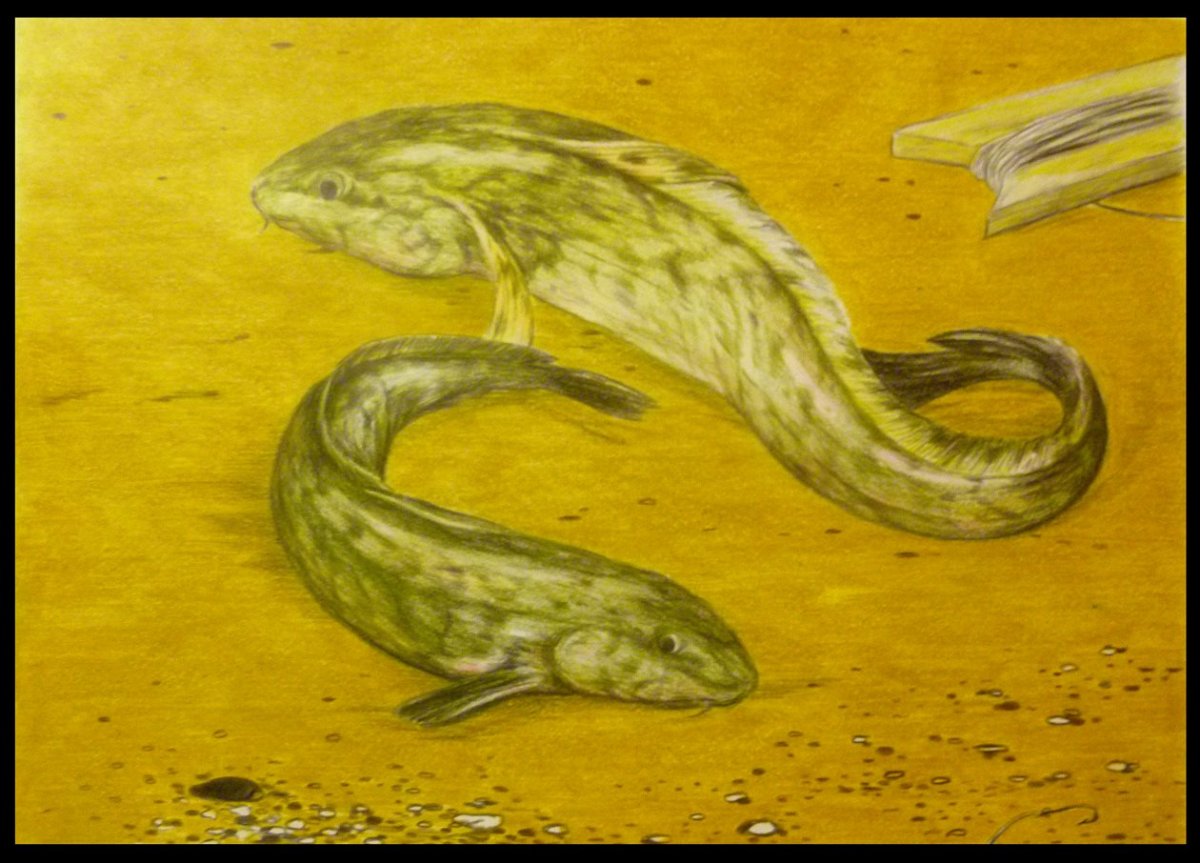 Налим (lota lota)