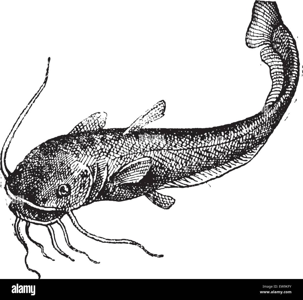 Сом черно белый