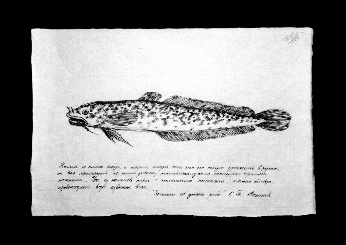 Сом налим семейство