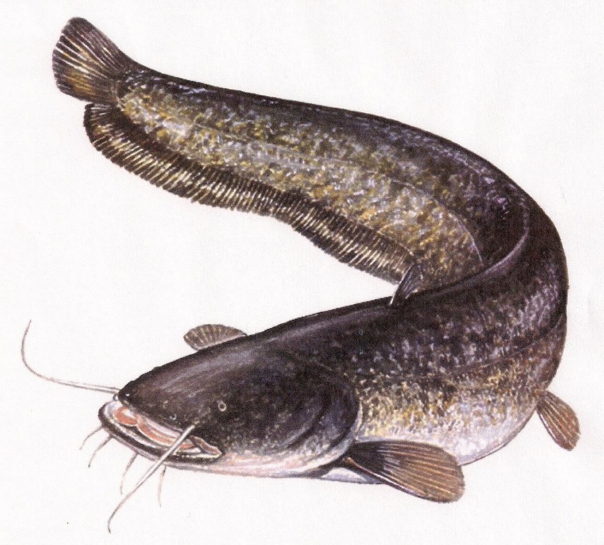 Сом для детей