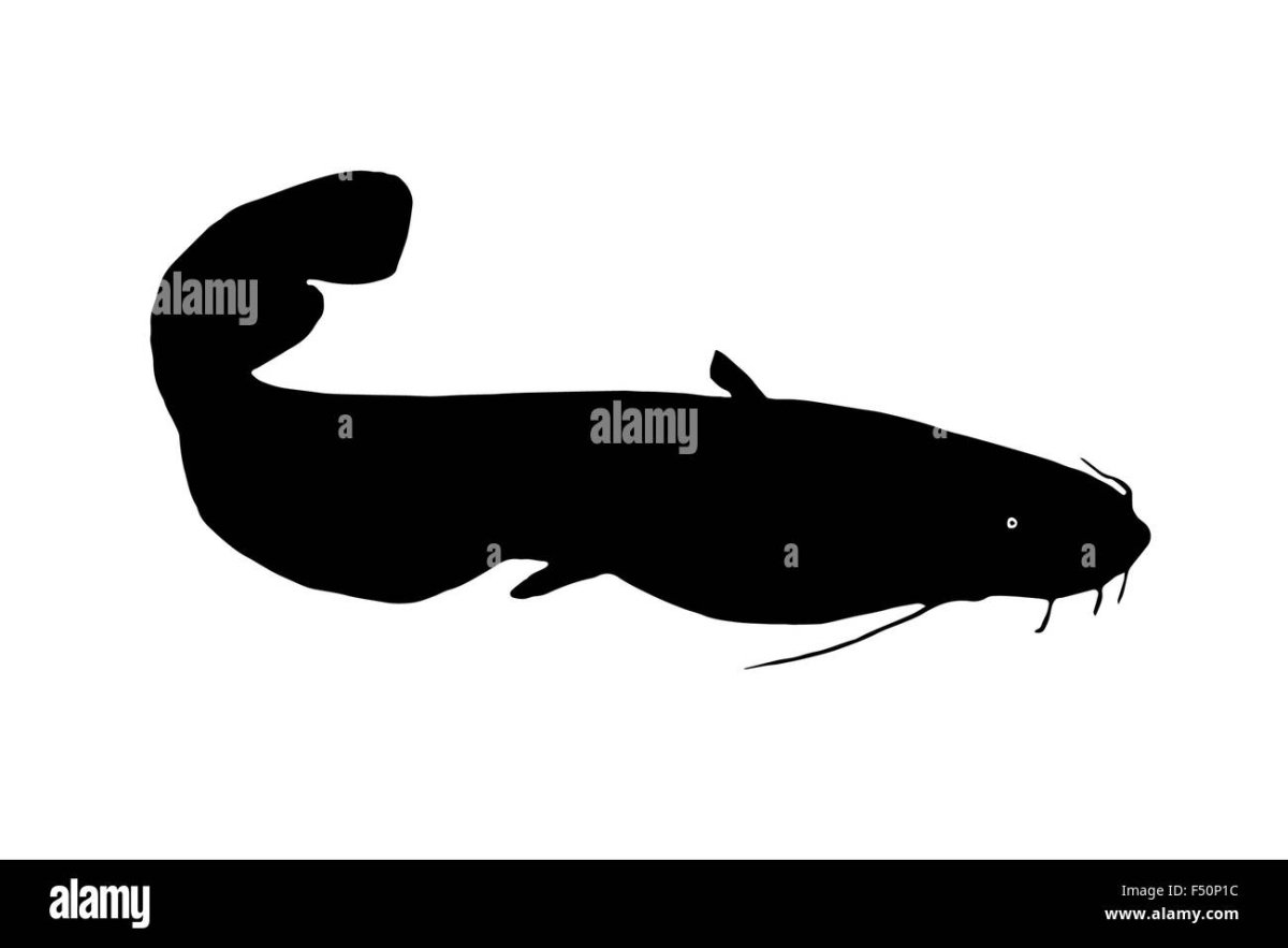 Сом картина