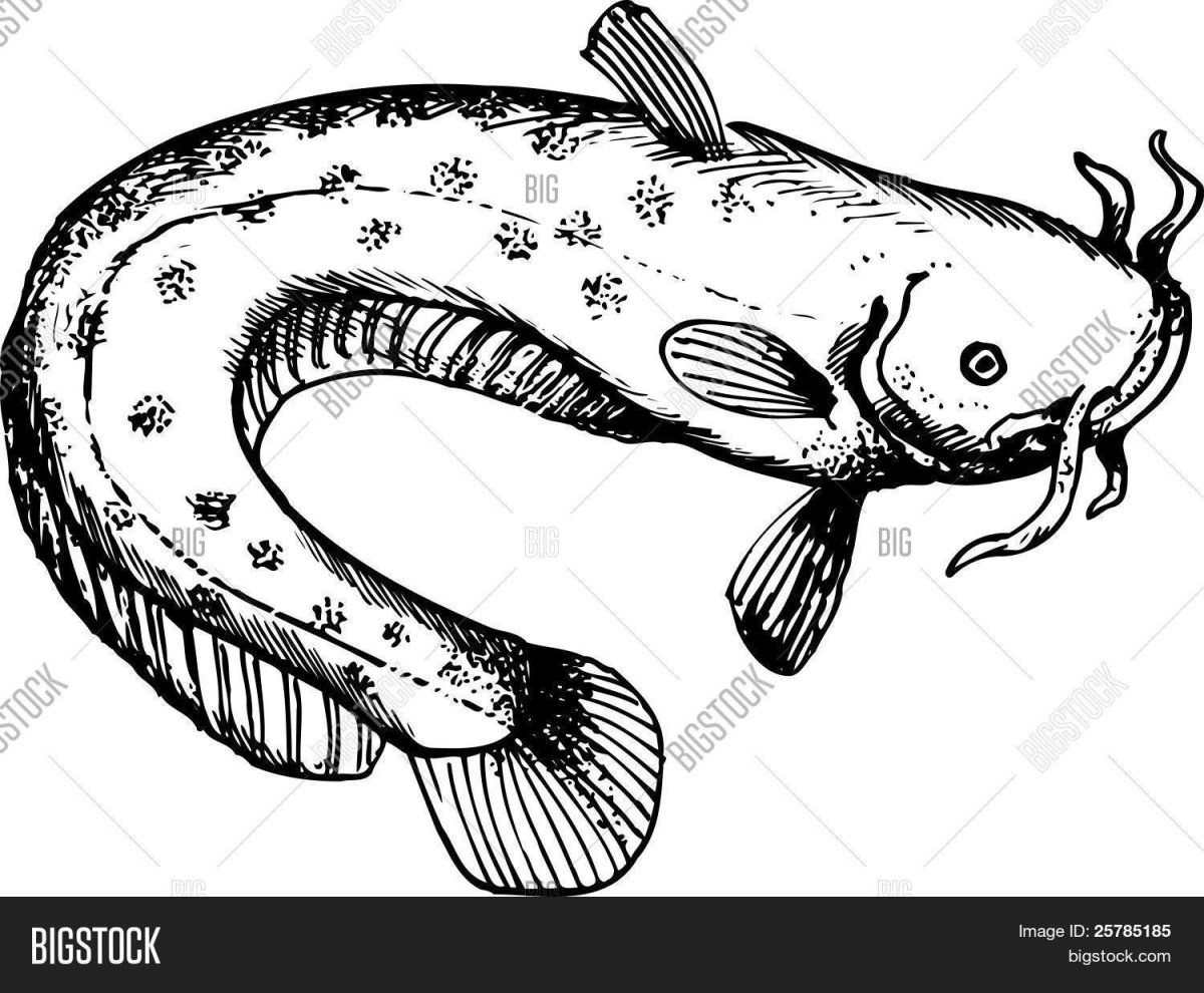 Налим на прозрачном фоне