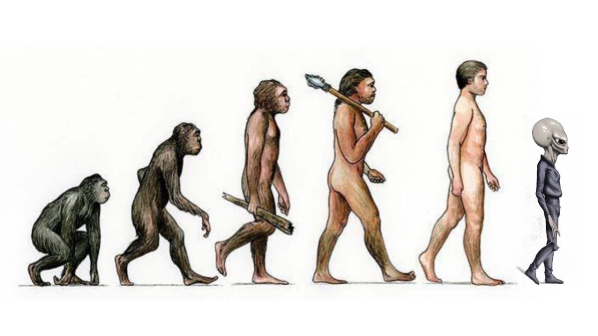 Human Evolution Эволюция человека