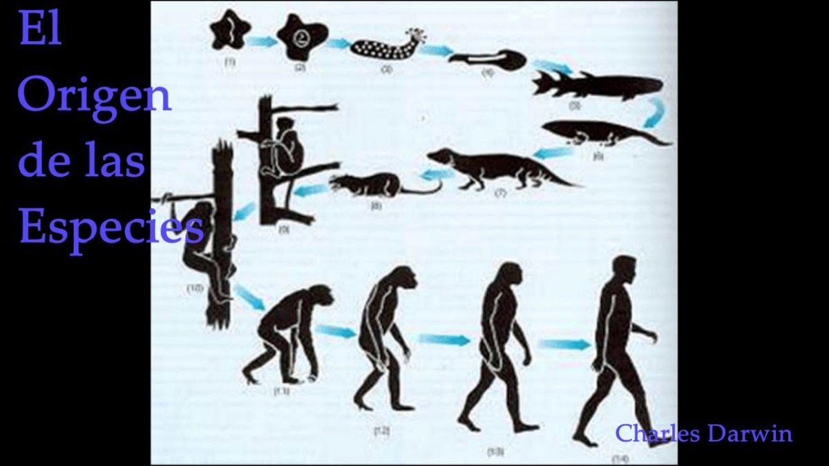 Чарльз Дарвин Эволюция человека