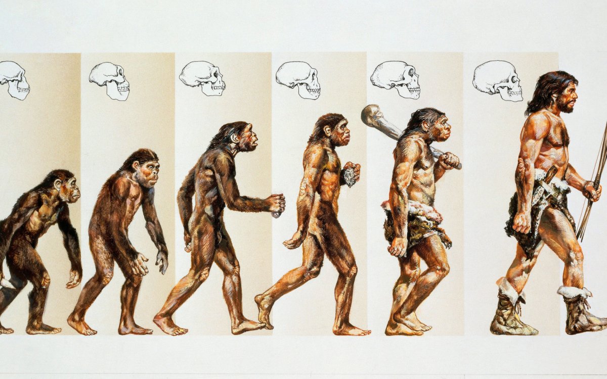 Эволюция человека Дарвина