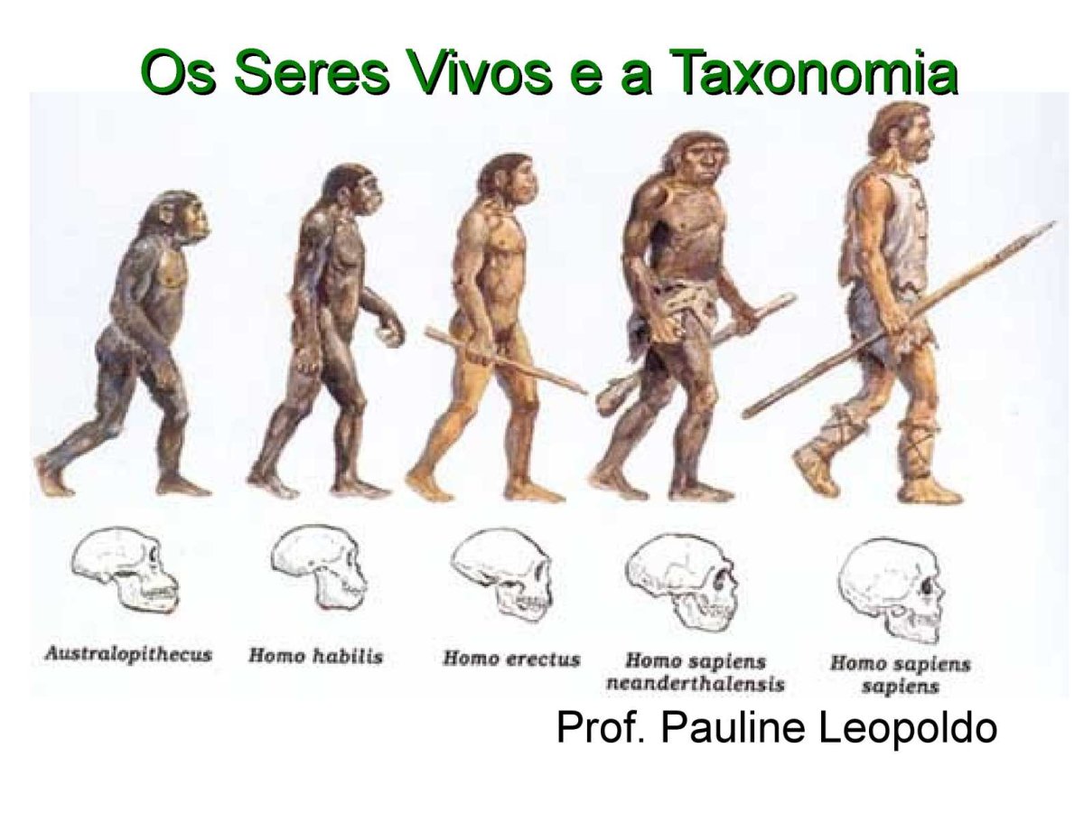 Эволюция человека homo habilis