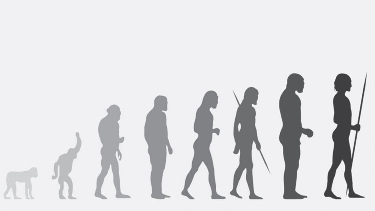 Human Evolution Эволюция человека