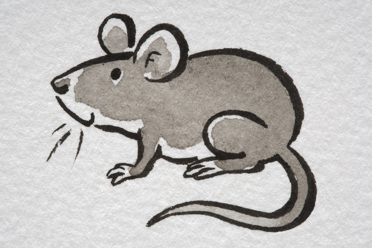 Рисование мышки в средней группе