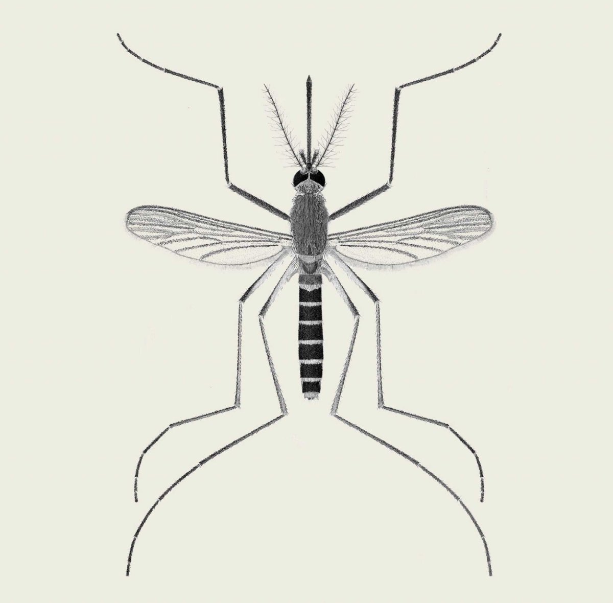 Комар Денге