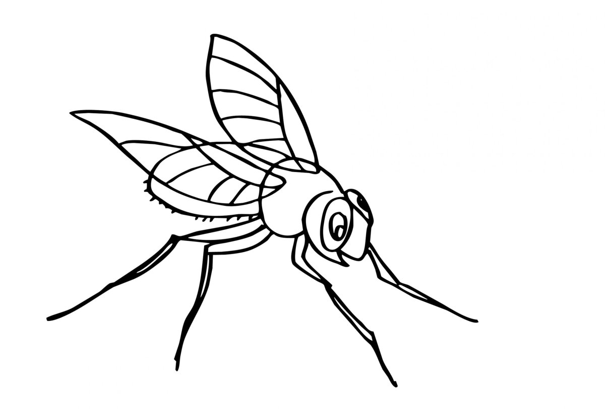 Муха раскраска для детей