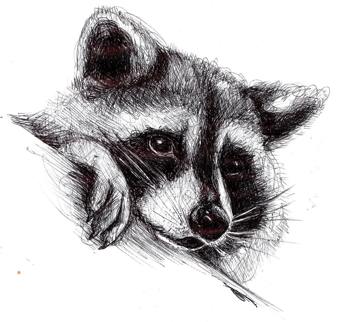 Енотик рисунок карандашом