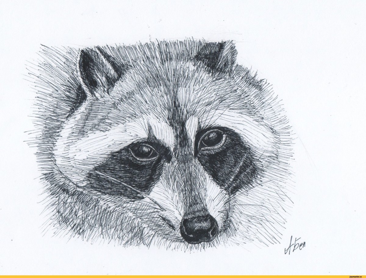 Енот рисунок простой