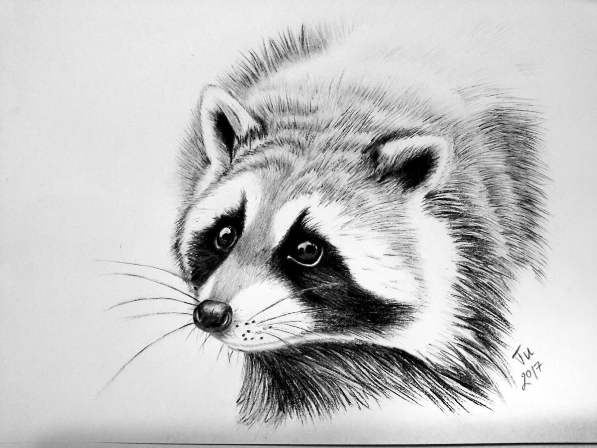 Енот карандашом