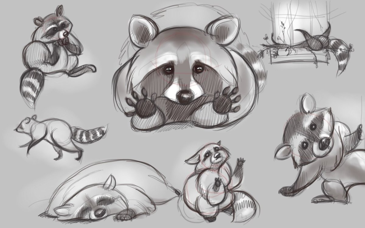 Енот полоскун референс