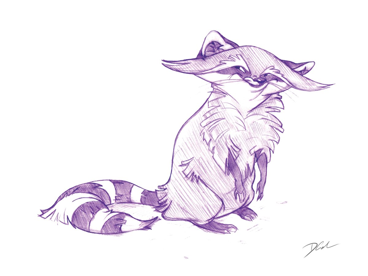 Анатомия енота для рисования