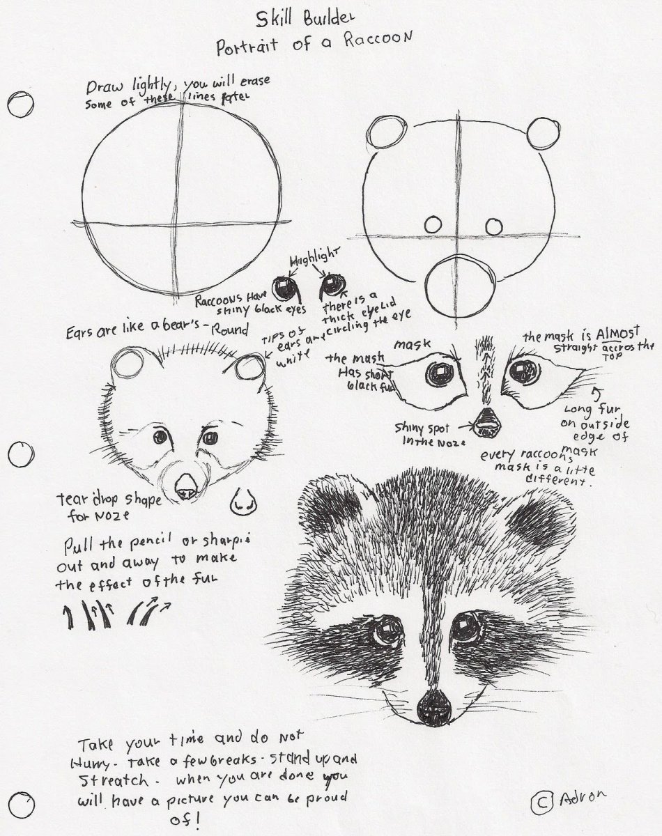 Туториал по рисованию енота