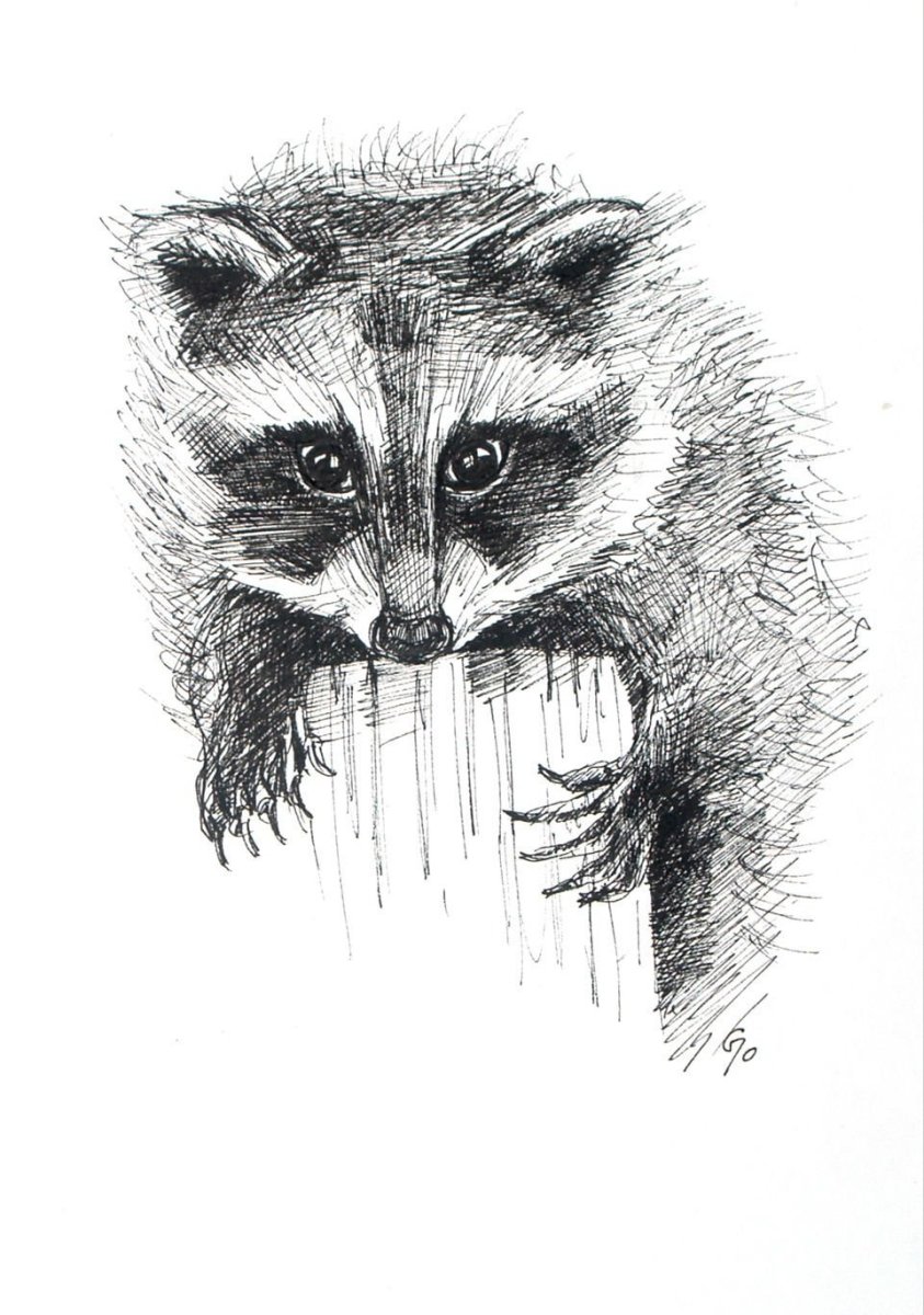Зарисовки енота