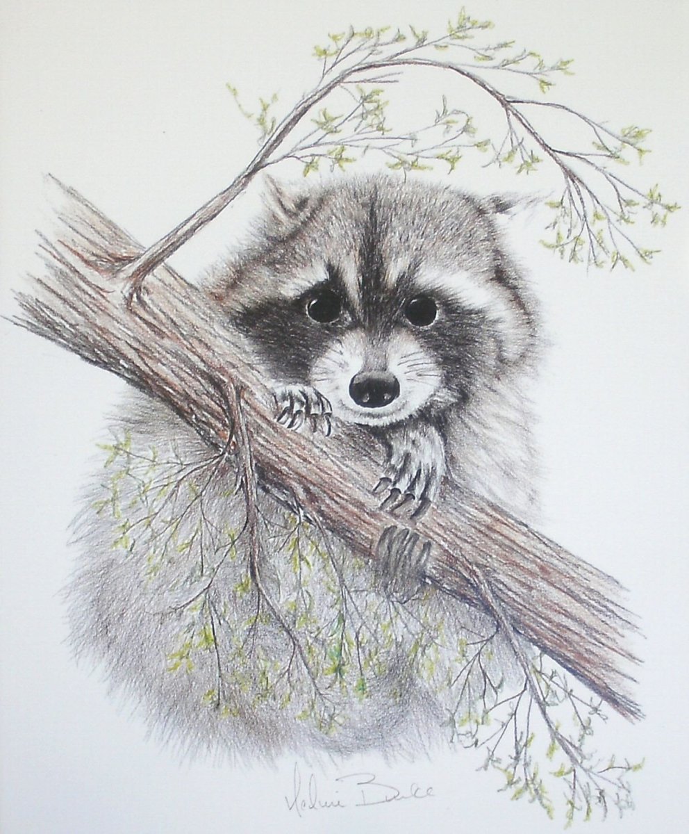Енот карандашом