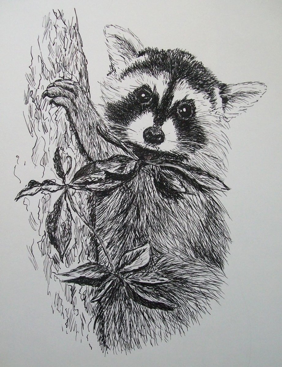 Рисунки для выжигания по дереву енот