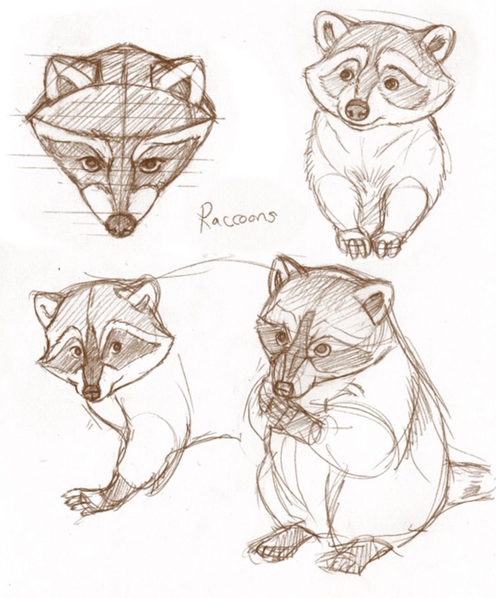 Скетчи енотов
