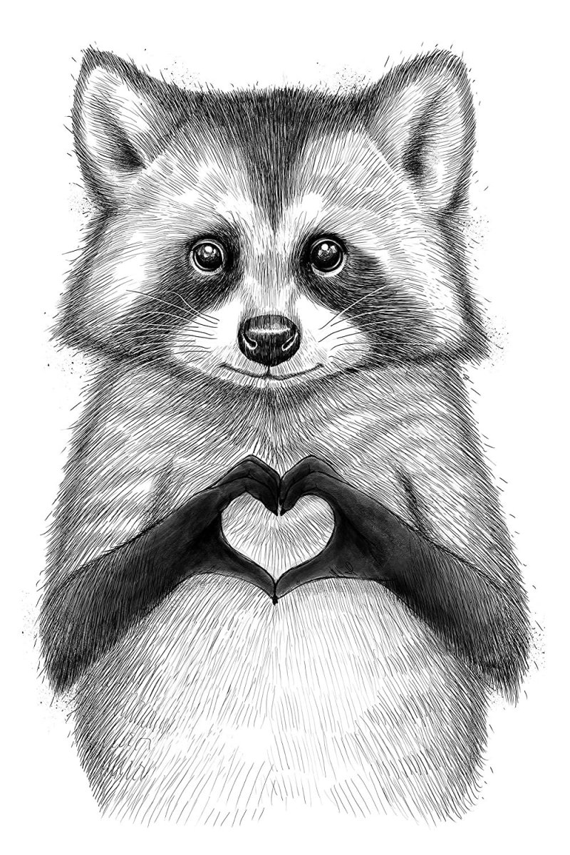 Енот рисунок