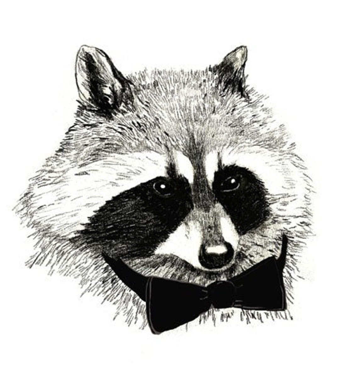 Нарисованная морда енота