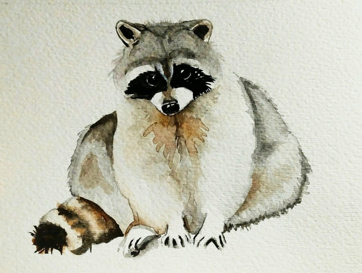 Енотик рисунок карандашом для детей