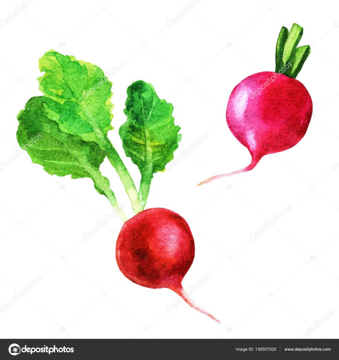 Редис мультяшный