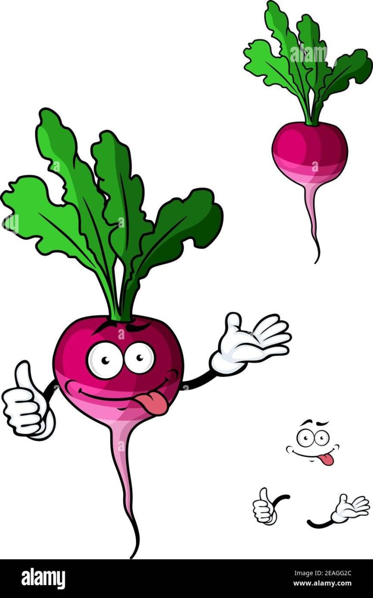 Редиска на белом фоне вертикально