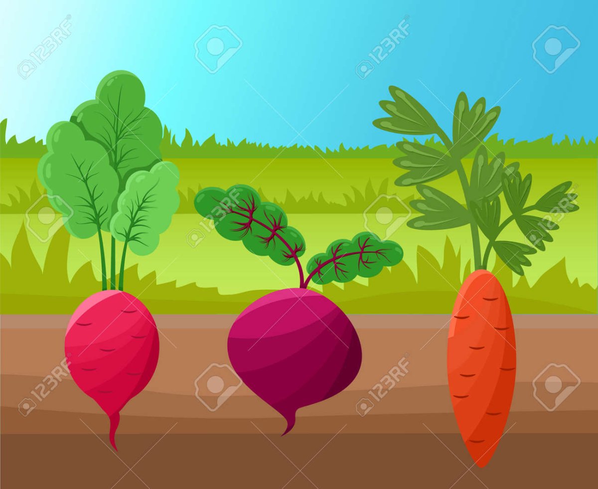 Стилизация редиски