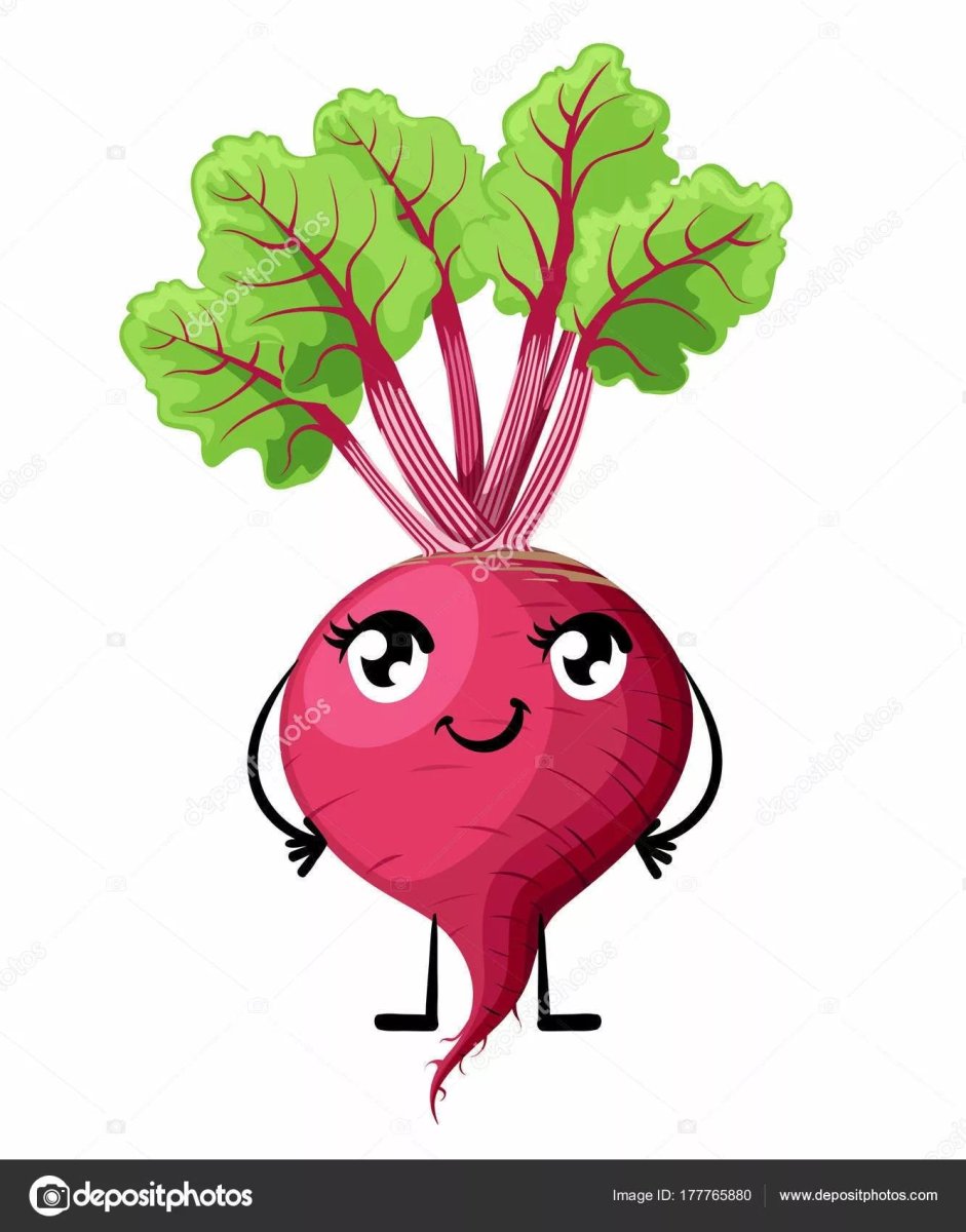 Редис в разрезе вектор