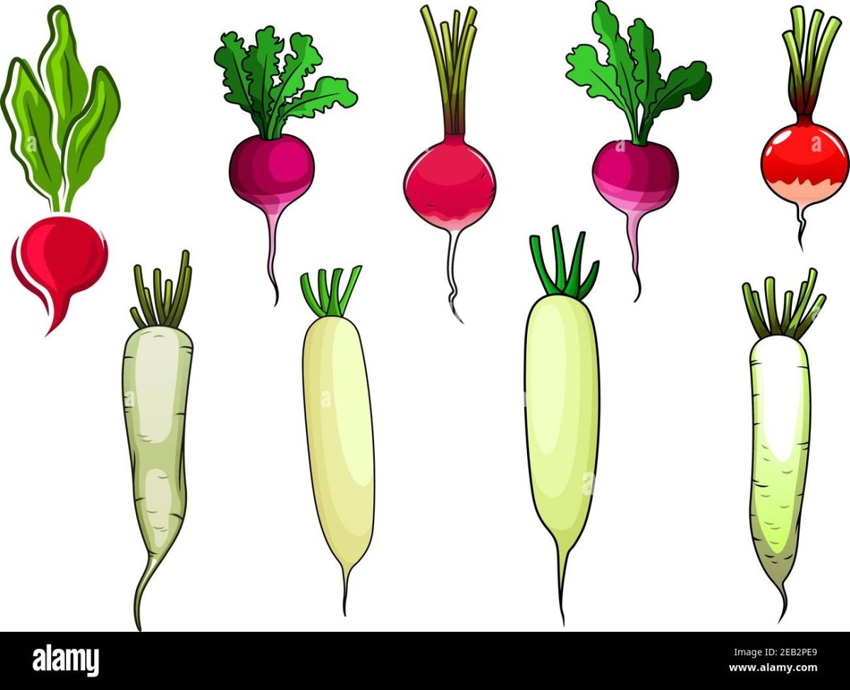 Редис в разрезе рисунок