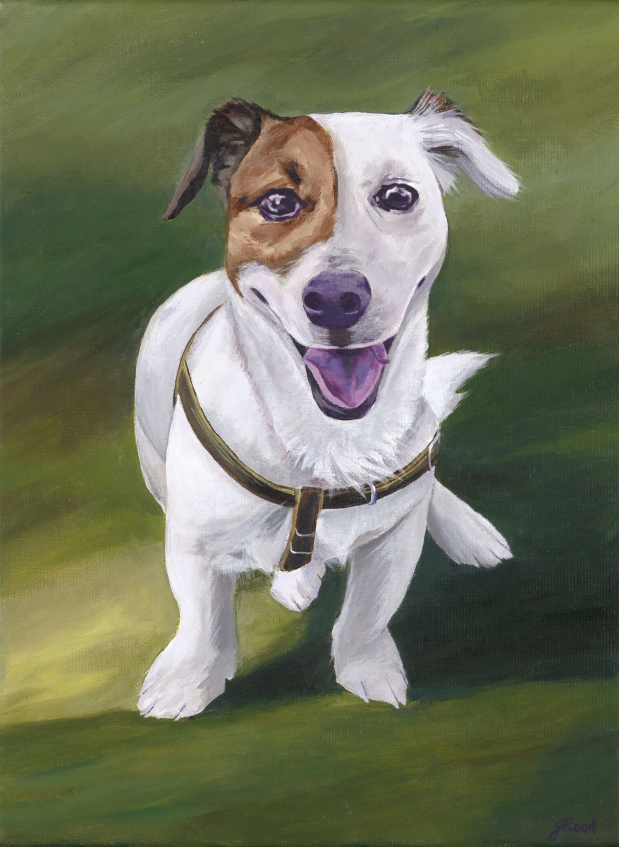 Джек Рассел терьер й