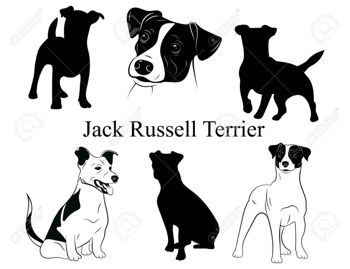 Силуэт Джек Рассел терьера
