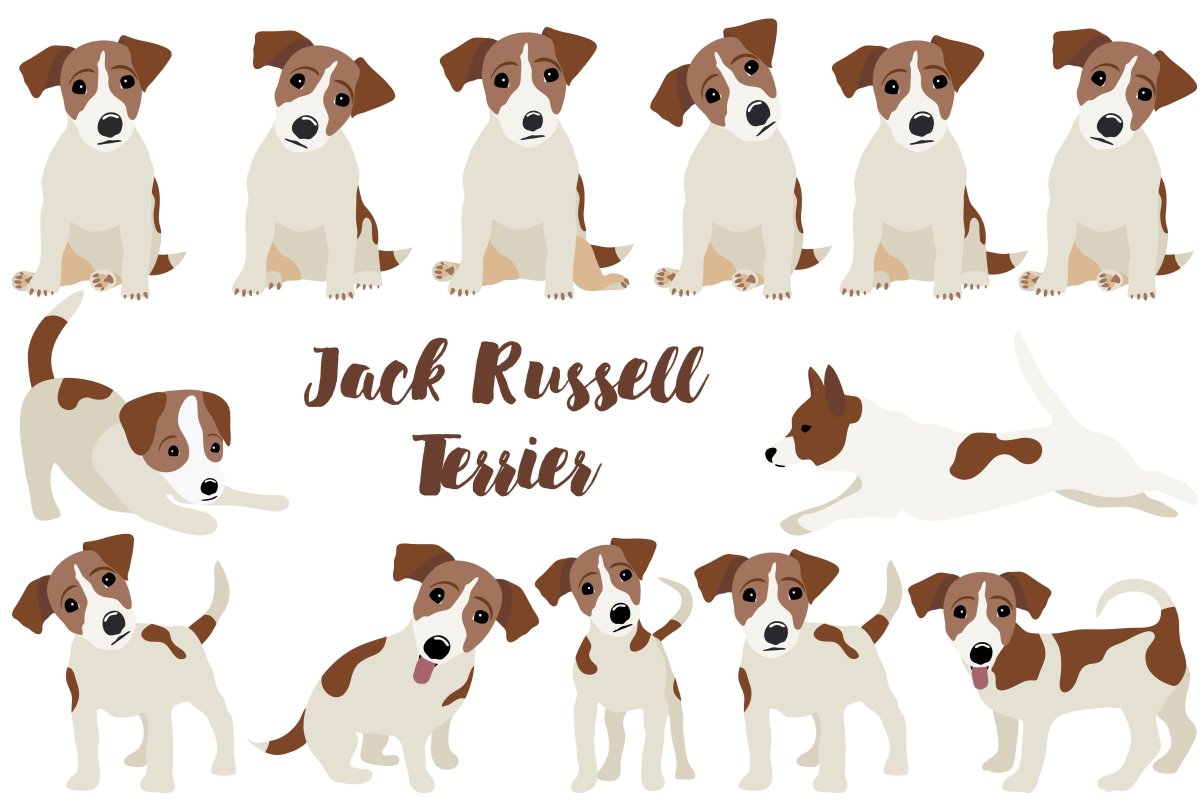 Джек-Рассел-терьер референсы