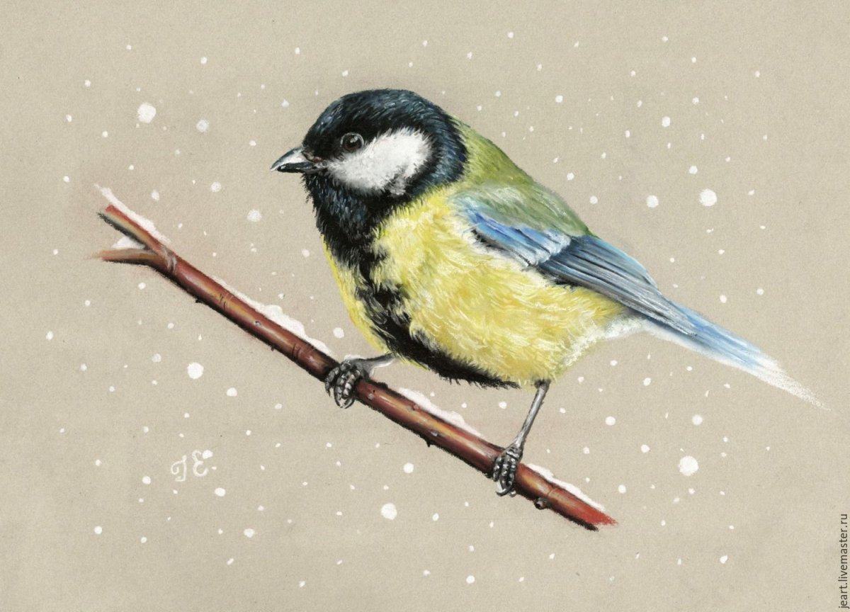 Синичка рисунок