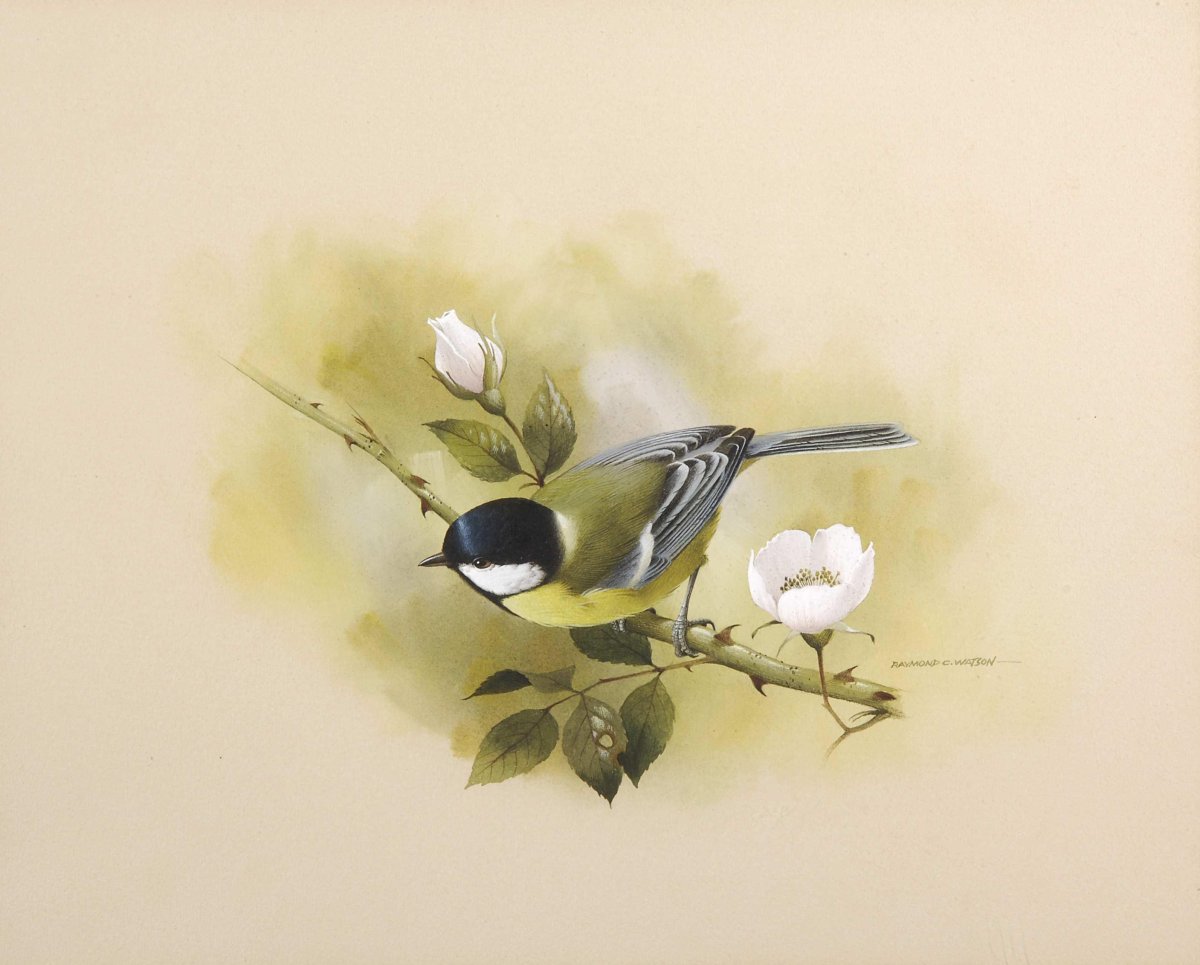 Раймонд Уотсон птицы иллюстрации