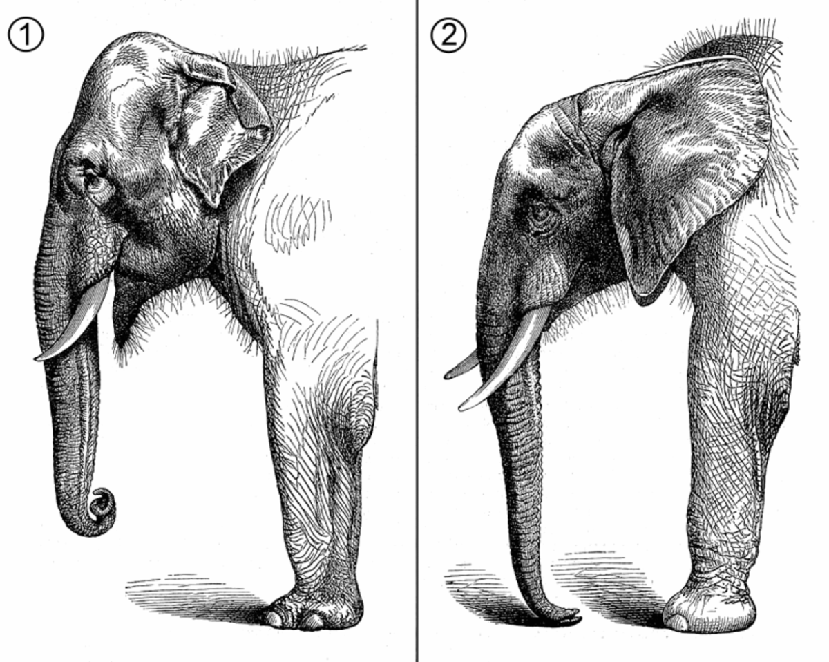 Возникновение хобота у слона можно объяснить