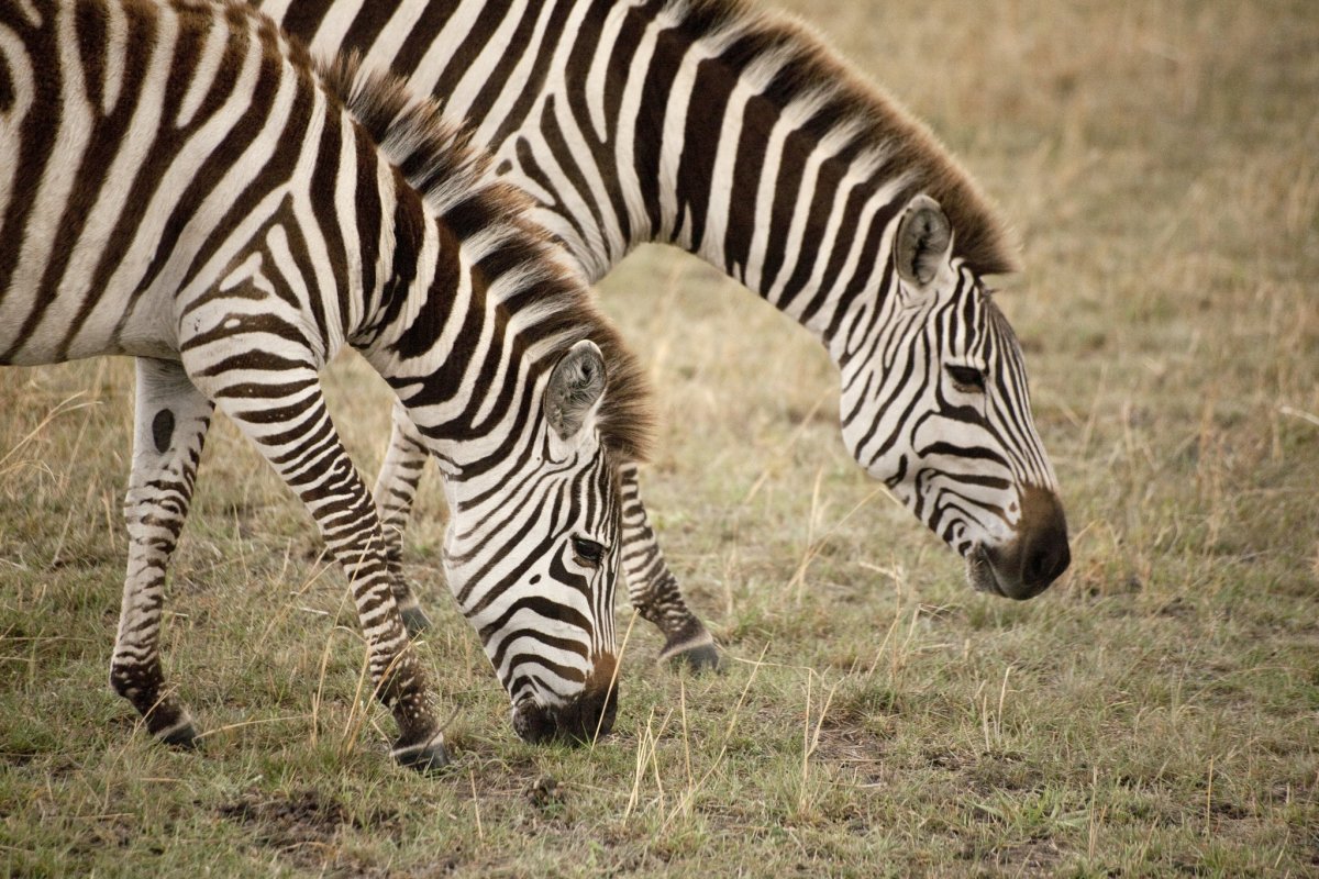 Зебра в клетку